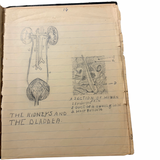 1929-1930 Book of Ellis County, Texas Students’ Beautiful Hand Drawn and Labeled Biology Diagrams Containing Course Content Ranging from Amoebas to Human Organs and More